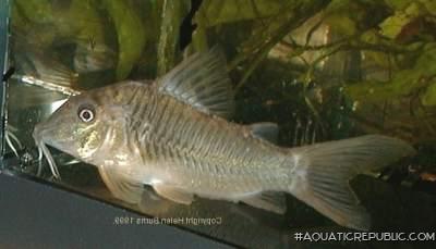 Corydoras stenocephalus