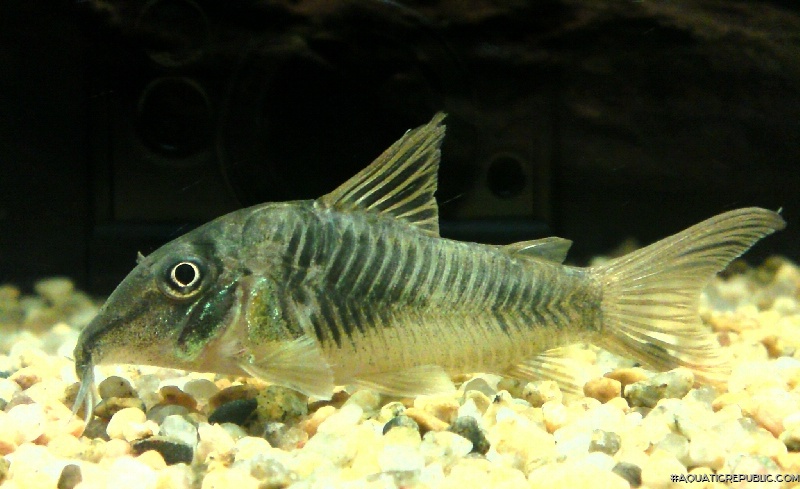 Corydoras stenocephalus