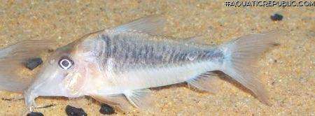 Corydoras treitlii