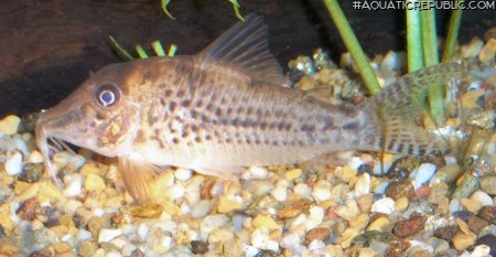 Corydoras vittatus