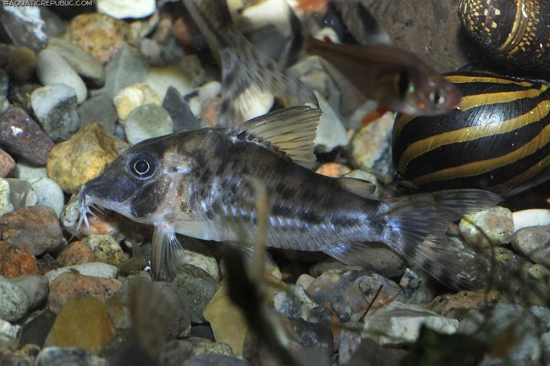 Corydoras vittatus