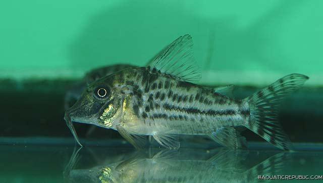 Corydoras vittatus