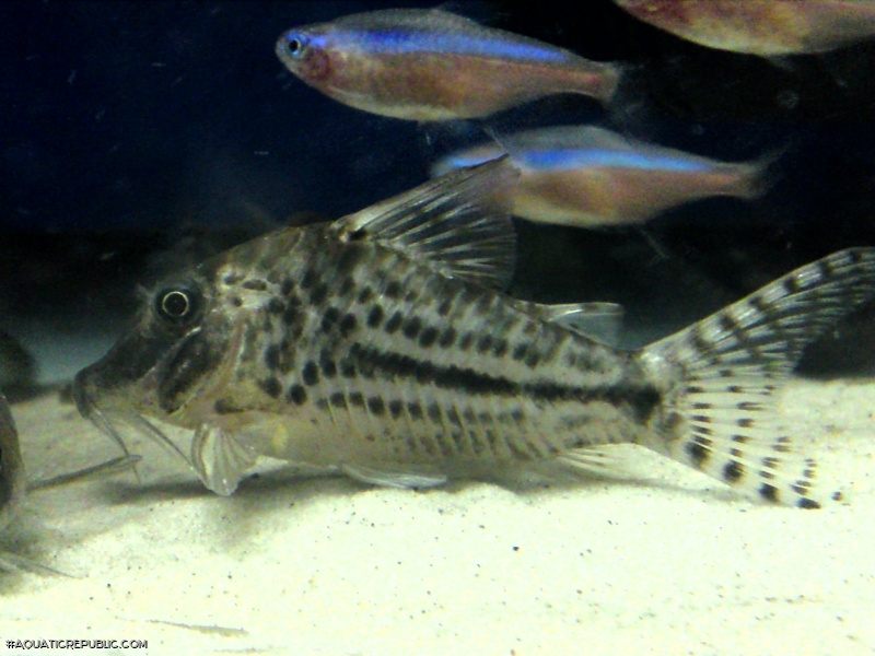 Corydoras vittatus