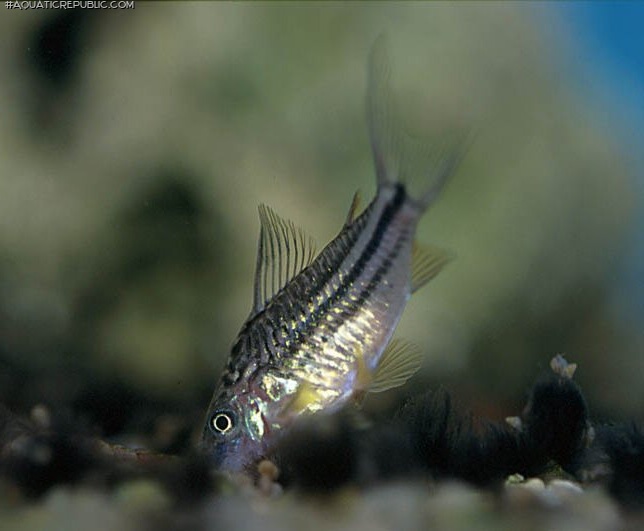 Gastrodermus cf. elegans