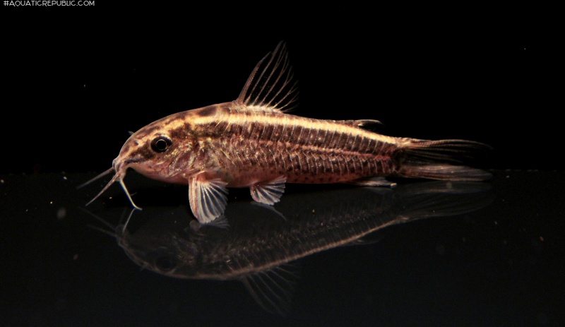 Gastrodermus gracilis