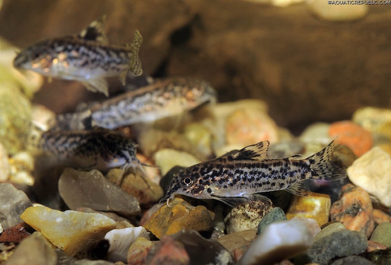 Gastrodermus pauciradiatus
