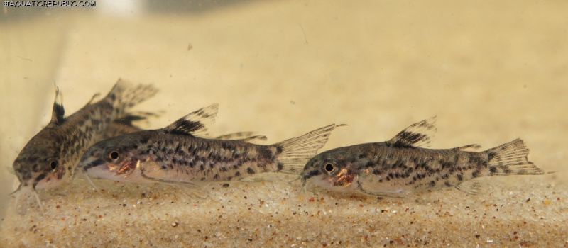 Gastrodermus pauciradiatus