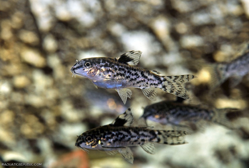 Gastrodermus pauciradiatus