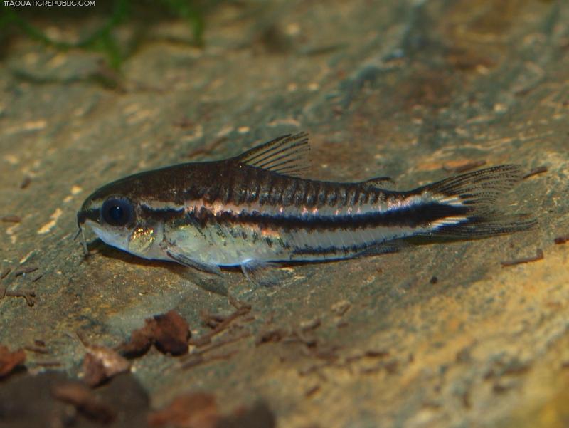 Gastrodermus pygmaeus