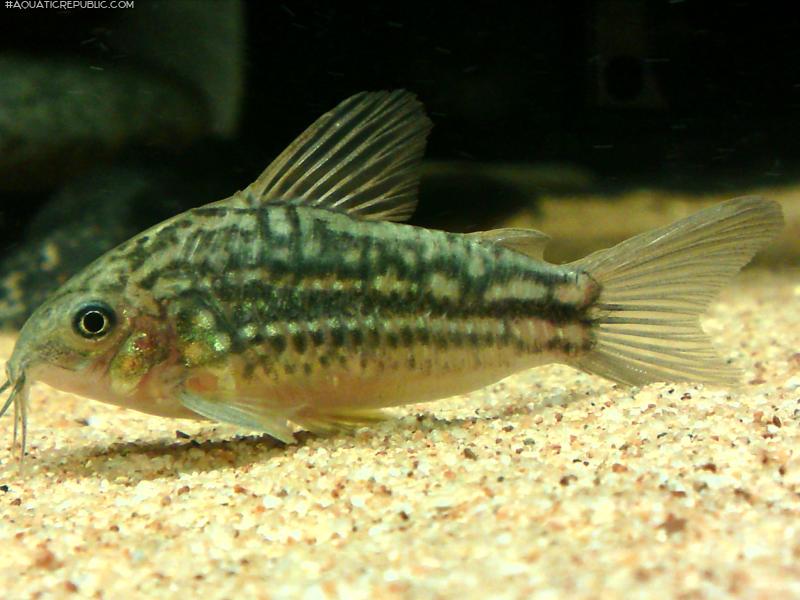 Gastrodermus sp. (C132)