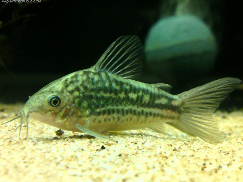 Gastrodermus sp. (C132)