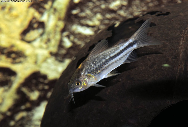 Gastrodermus sp. (Cw029)