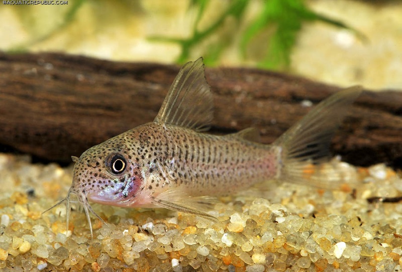 Hoplisoma albolineatum