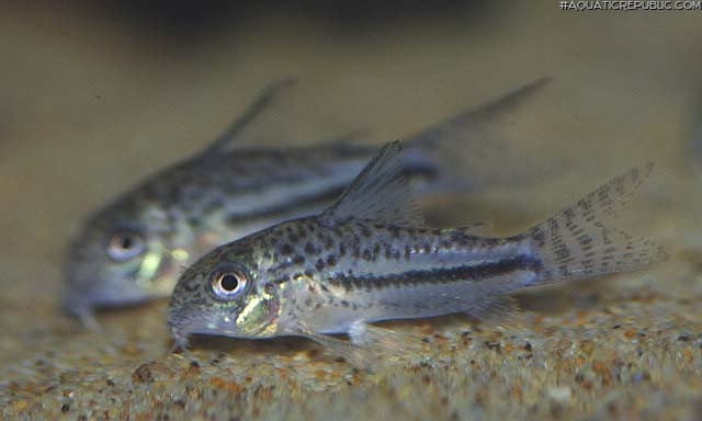 Hoplisoma bondi