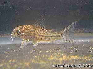 Hoplisoma breei