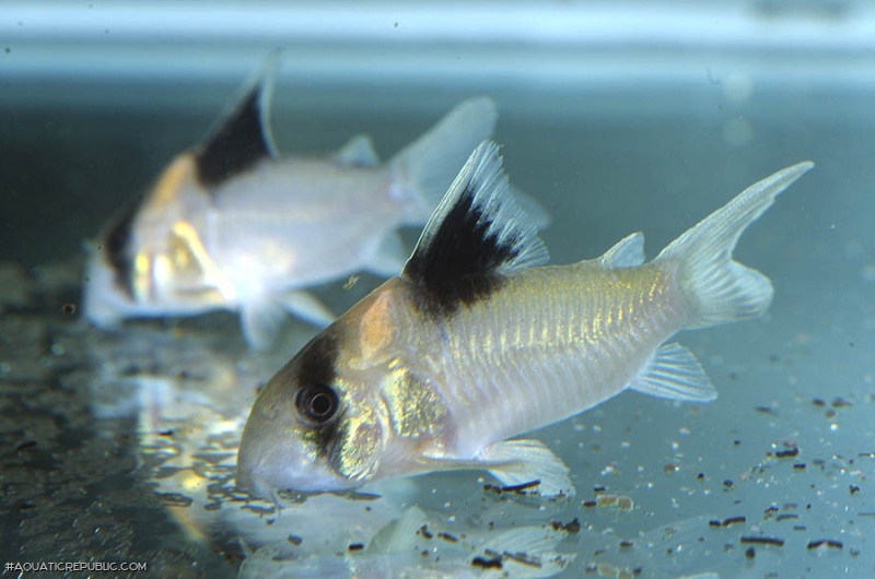 Hoplisoma burgessi