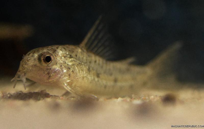 Hoplisoma cochui