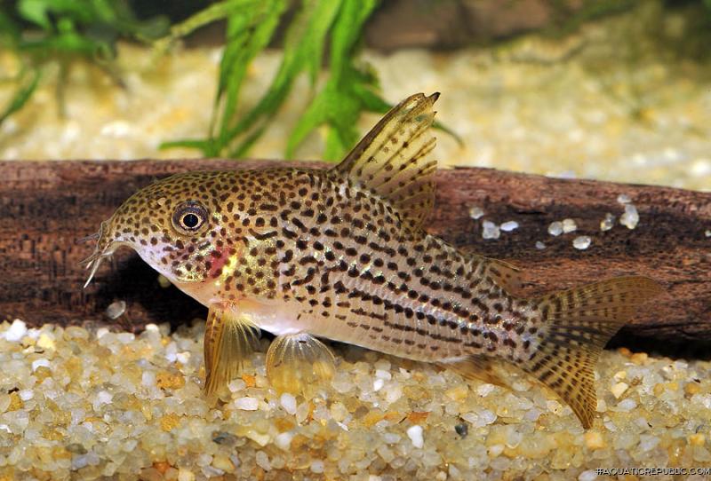 Hoplisoma eversi