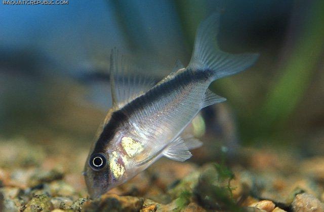 Hoplisoma granti