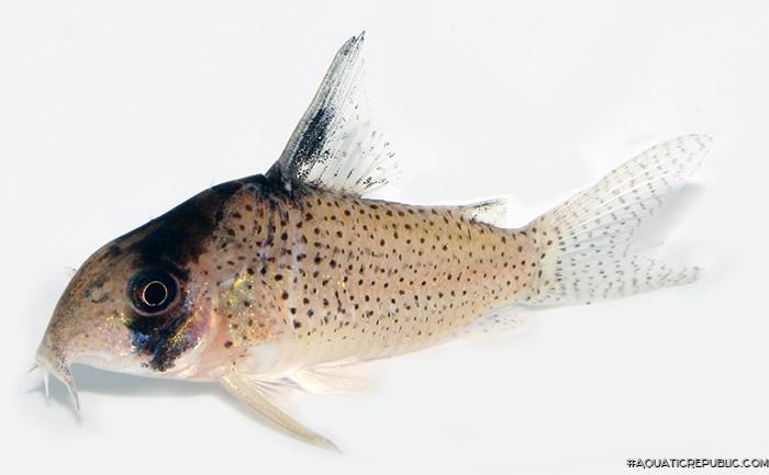 Hoplisoma kanei