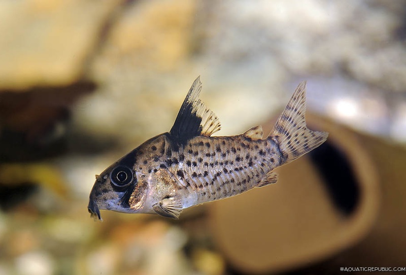 Hoplisoma leucomelas