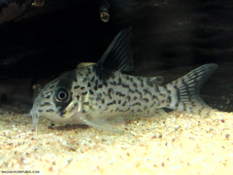 Hoplisoma leucomelas