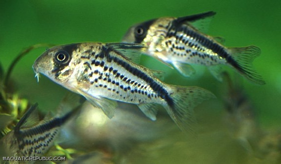 Hoplisoma loxozonum