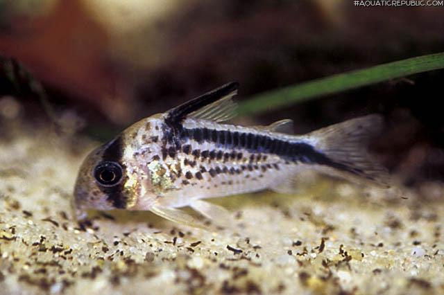 Hoplisoma loxozonum
