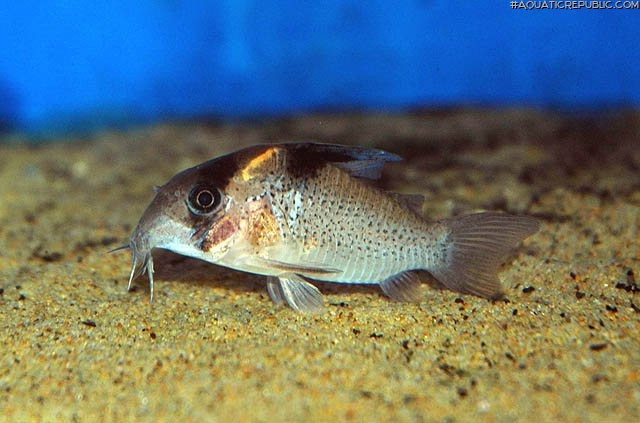 Hoplisoma melanistium