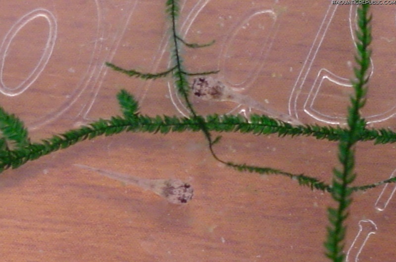Hoplisoma metae