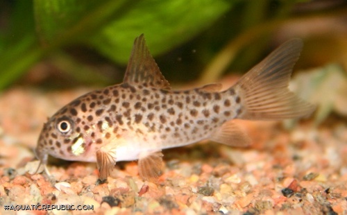 Hoplisoma multimaculatum