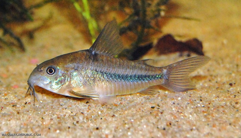 Hoplisoma nattereri