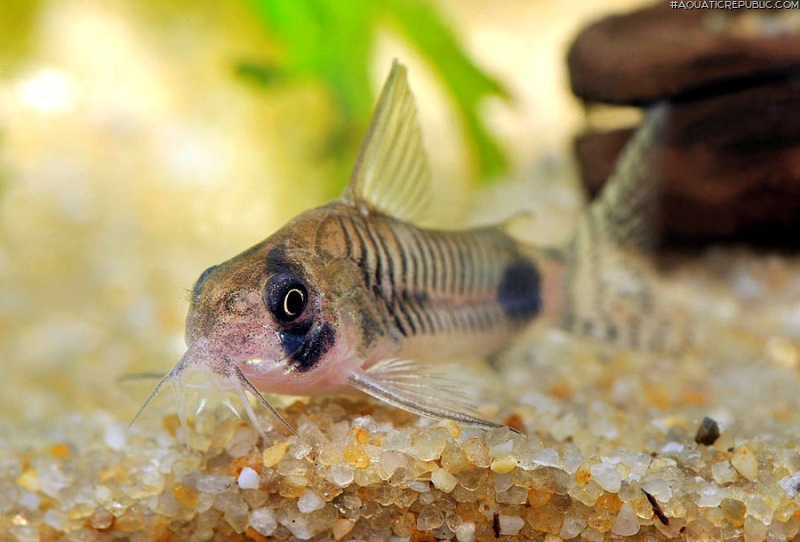 Hoplisoma ortegai