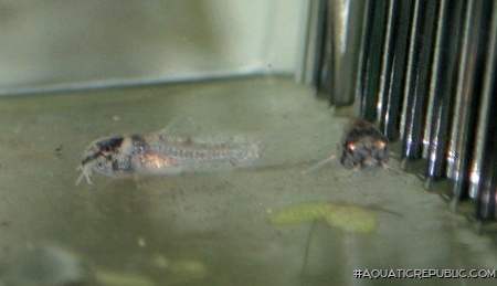 Hoplisoma panda