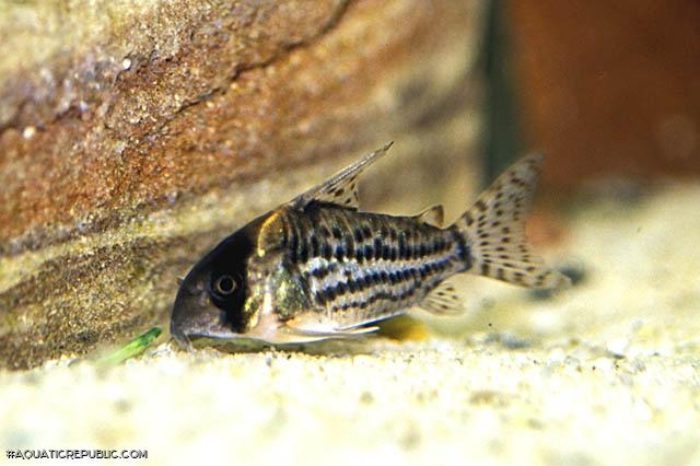 Hoplisoma schwartzi