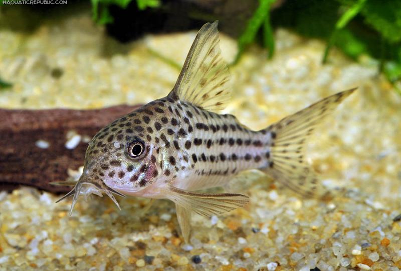Hoplisoma sp. (C045)