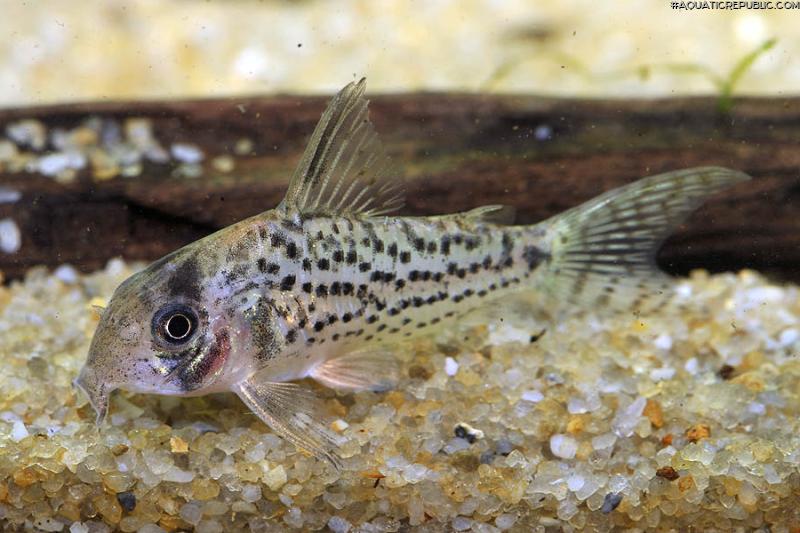 Hoplisoma sp. (C079)