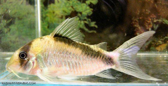 Hoplisoma sp. (C084)