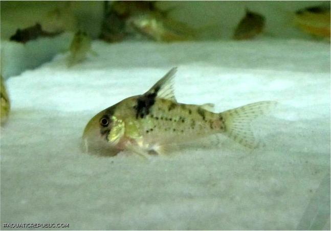 Hoplisoma sp. (C090)