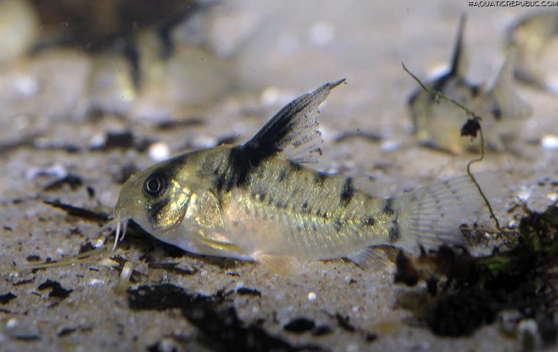 Hoplisoma sp. (C090)