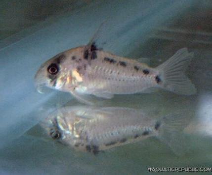 Hoplisoma sp. (C100)