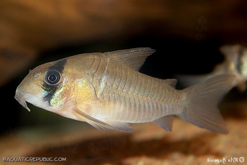 Hoplisoma sp. (C134)