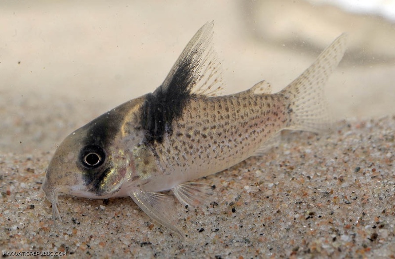 Hoplisoma sp. (C142)