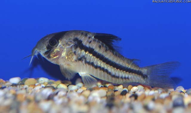 Hoplisoma sp. (Cw021)