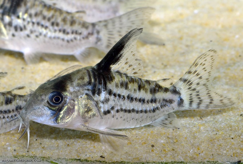 Hoplisoma sp. (Cw027)