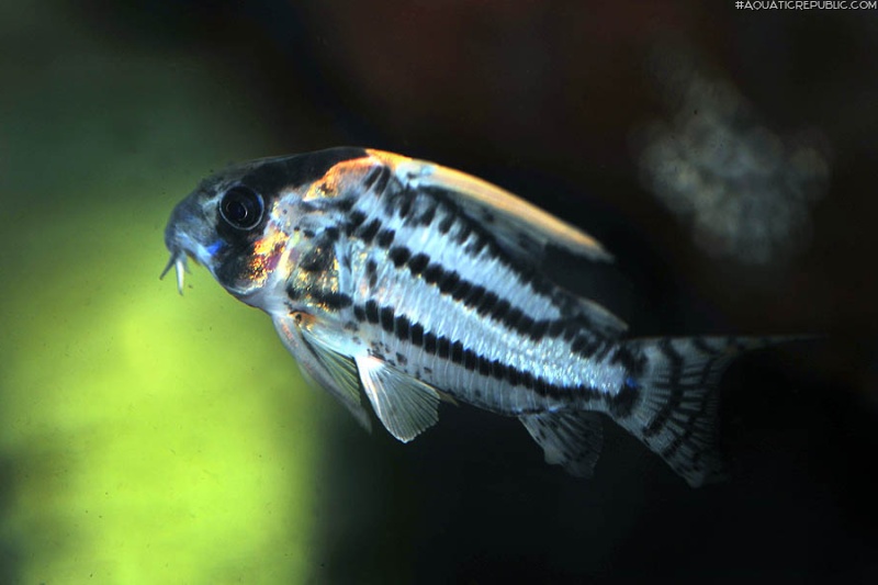 Hoplisoma sp. (Cw028)