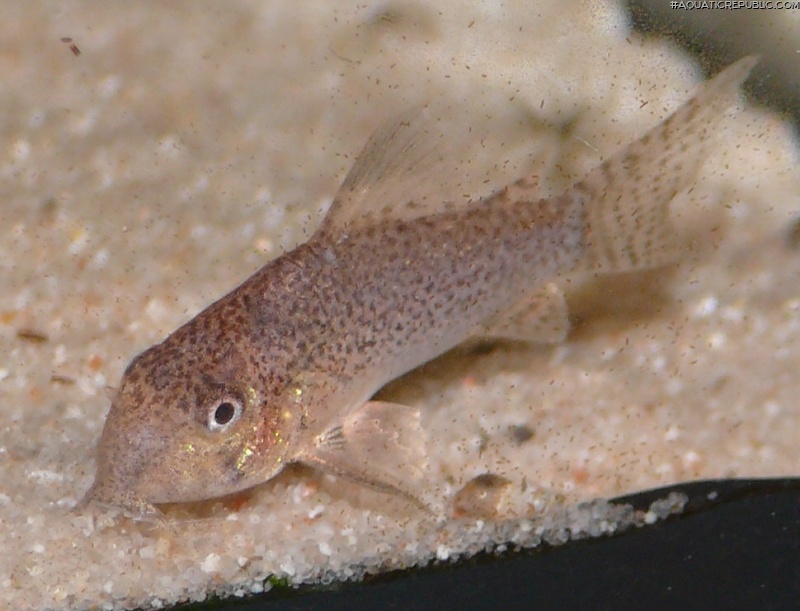 Hoplisoma sp. (Cw037)