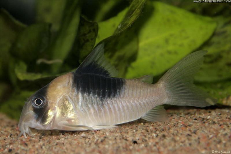 Hoplisoma sp. (Cw051)