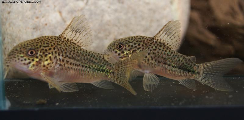 Hoplisoma sp. (Cw063)