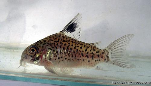 Hoplisoma sp. (Cw103)